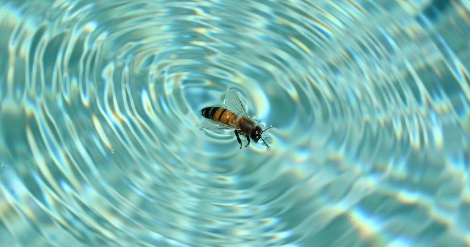 How to Keep Bugs Away From Pool